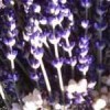 Why Water-Filled Aroma Diffusers are Bad Voodoo