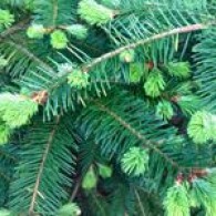 Green (0)