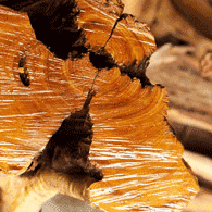 Woody Woody